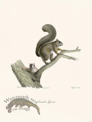 Cuvier 271 Ccuruil Of Lyrenees